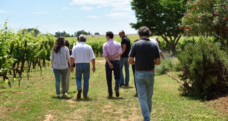 visite du vignoble 