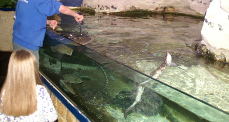 les aquariums de l'ESTRAN Cité de la Mer