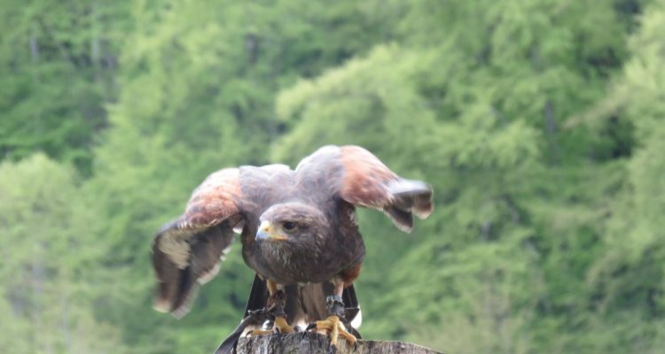 Rapace Parc Animalier du Hérisson