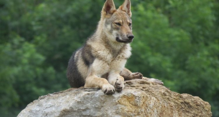 Parc Animalier du Hérisson