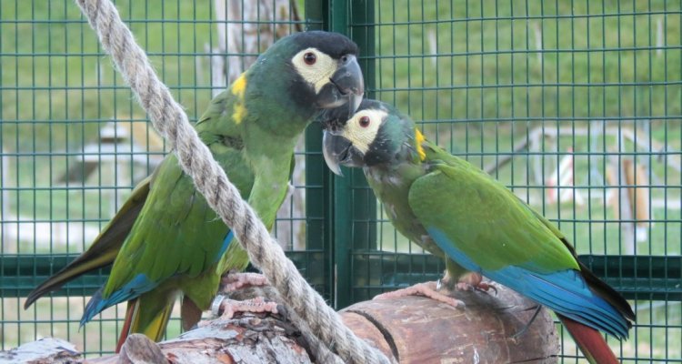 Perroquets Parc Animalier du Hérisson