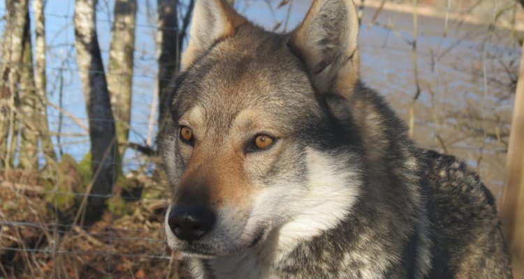 Loup Parc Animalier du Hérisson