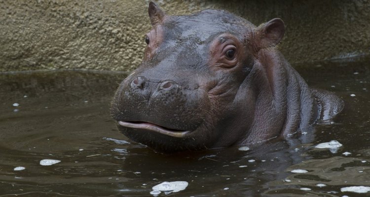 Hippopotames