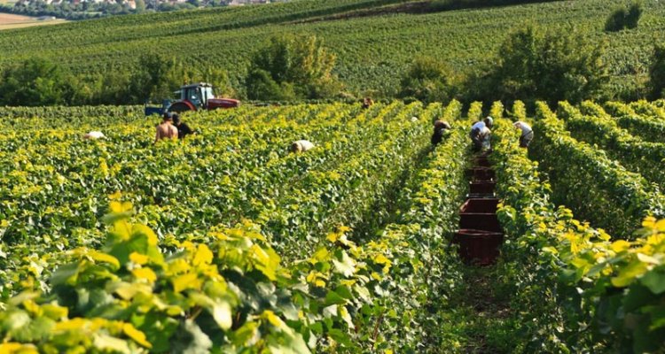 Vendanges champagne gratiot delugny