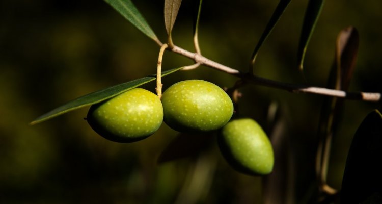 Olive provence