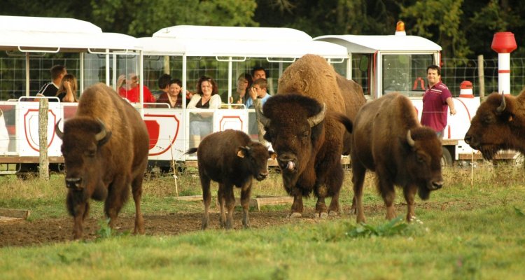 Bisons Safari Train - Réserve de Beaumarchais