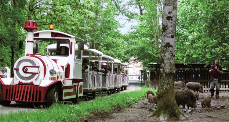 Sangliers Safari Train - Réserve de Beaumarchais