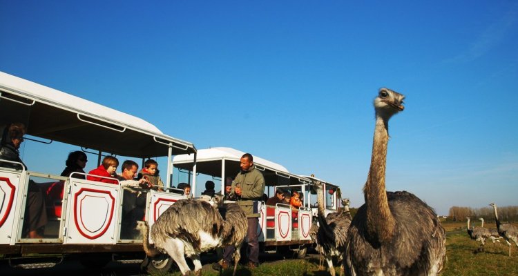 Nandous Safari Train - Réserve de Beaumarchais