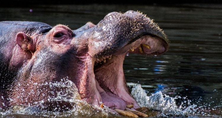 Zoo de la Barben