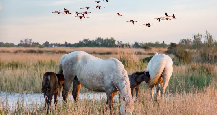 Le Petit Train Camarguais