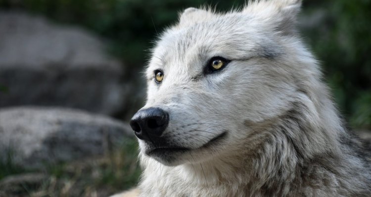 Parc animalier alpha loup