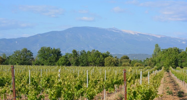 Vignes mont ventoux