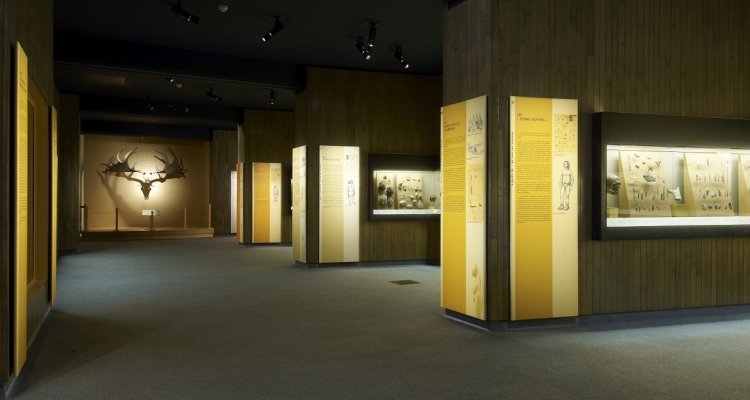 Musée d'Archéologie nationale galerie