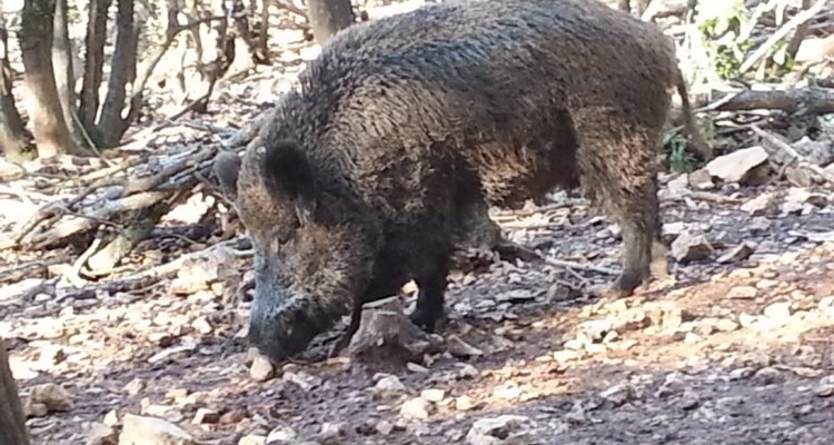 Aoubre, l'aventure nature sanglier