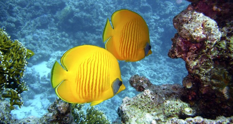 Plongée sous-marine