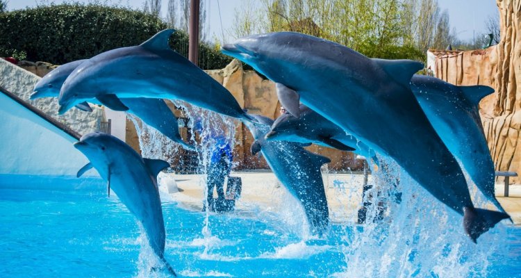 Dauphins parc astérix