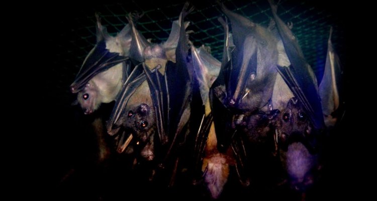 chauves souris pars argonne découverte