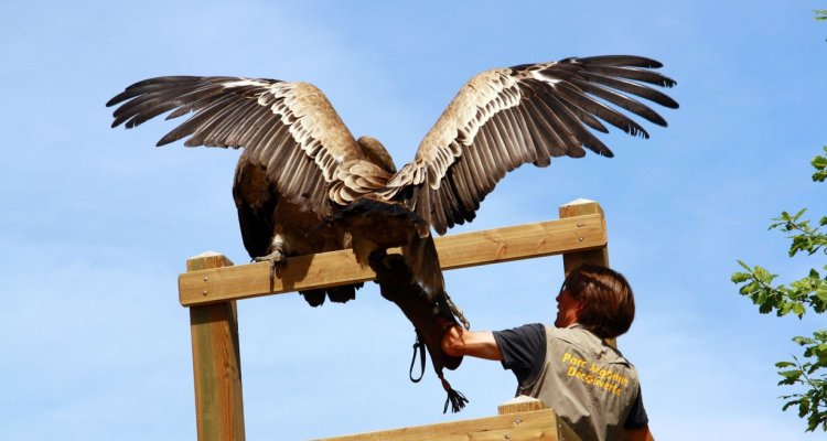 Spectacle oiseaux vautour parc argonne découverte