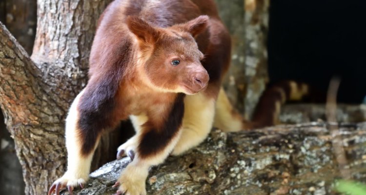 Kangourou arboricole. La Ménagerie le zoo du Jardin des Plantes - Paris