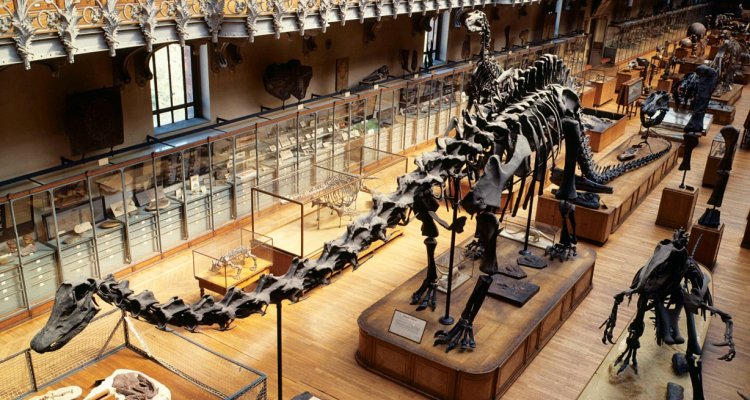 La Galerie de Paléontologie - Paris