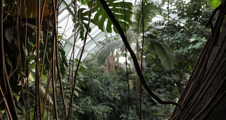 Les grandes Serres du Jardin des Plantes - Paris