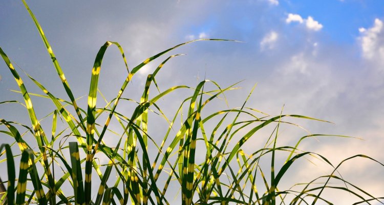 labyrinthe de Miscanthus