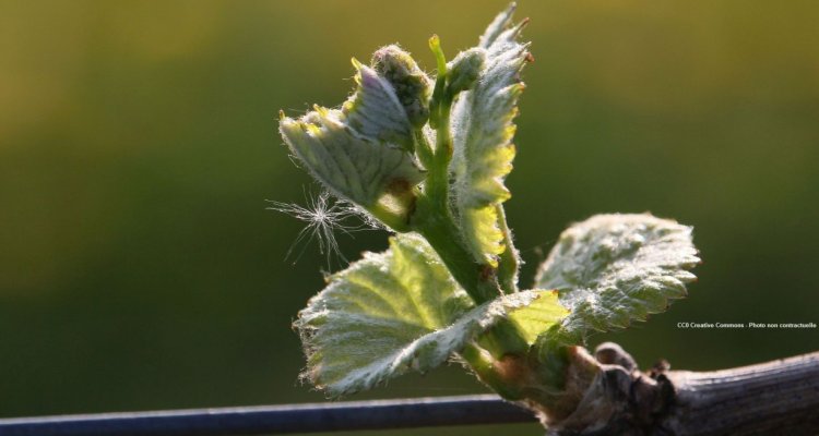 Champagne pousse raisin vigne