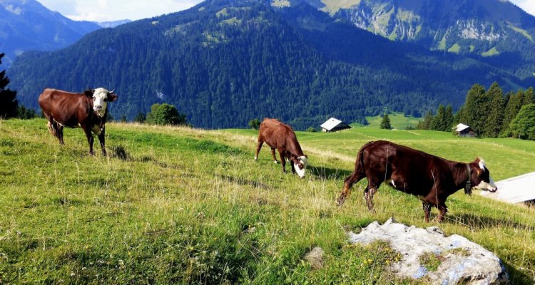 Fromage savoie