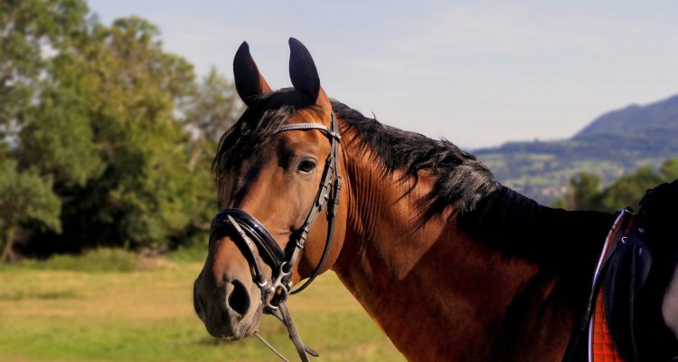 Balade à cheval ardennes