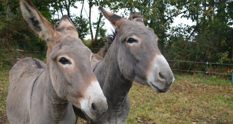 Un Ane en Ardennes balade