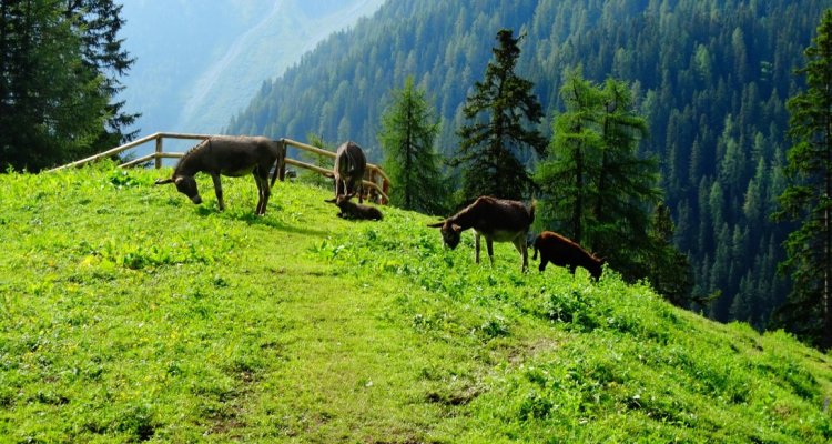 La Ferme aux Anes Unac