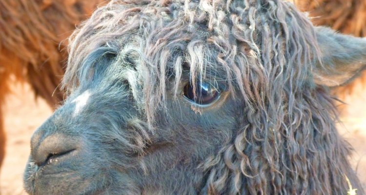 La Ferme des Lamas Ariège