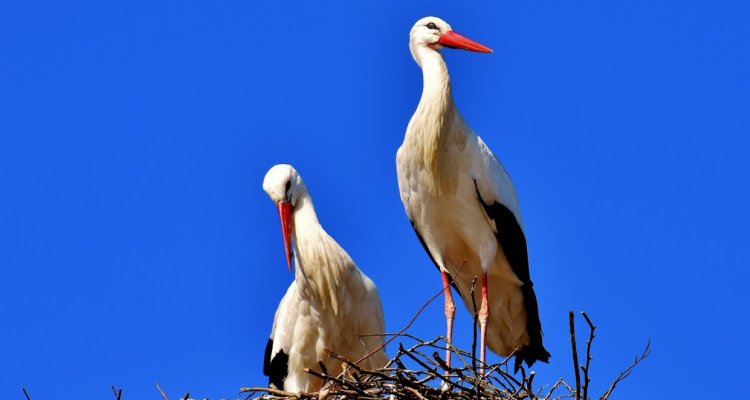 Domaine des oiseaux cigognes