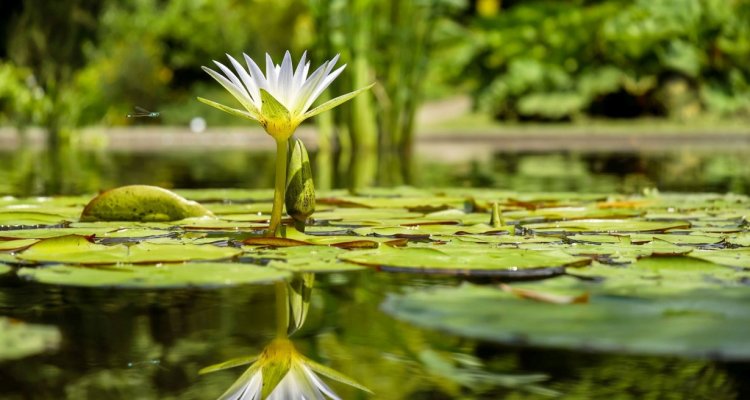 Les Jardins de Castillon