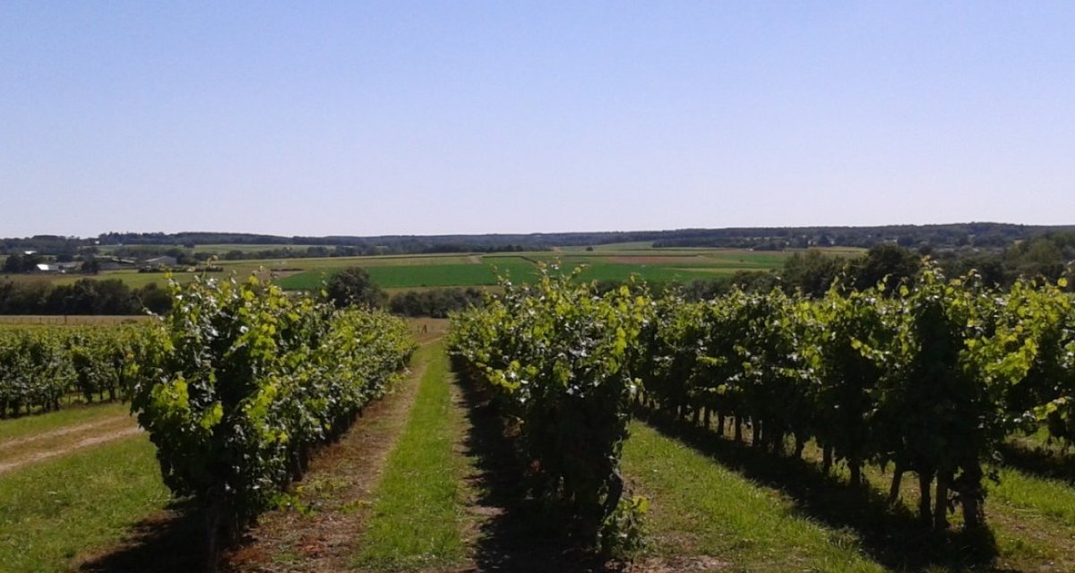 Vignes Anjou Tourisme