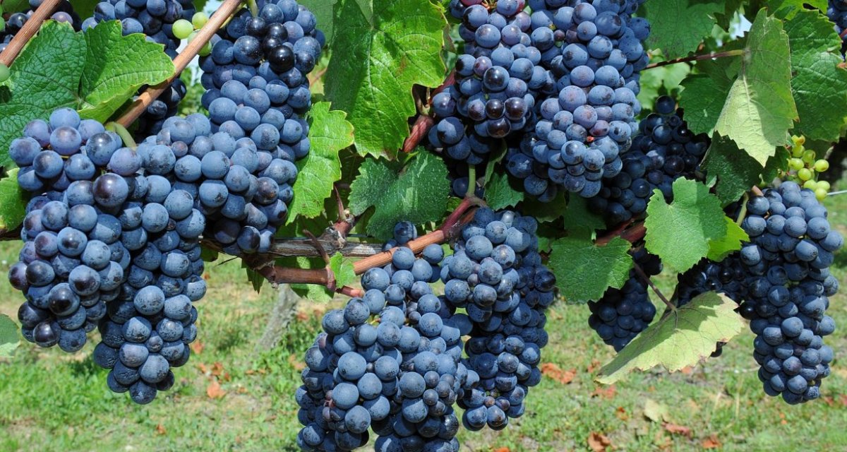 Vignes thouarsais
