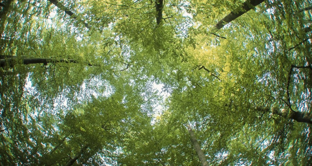 Forêt Tronçais