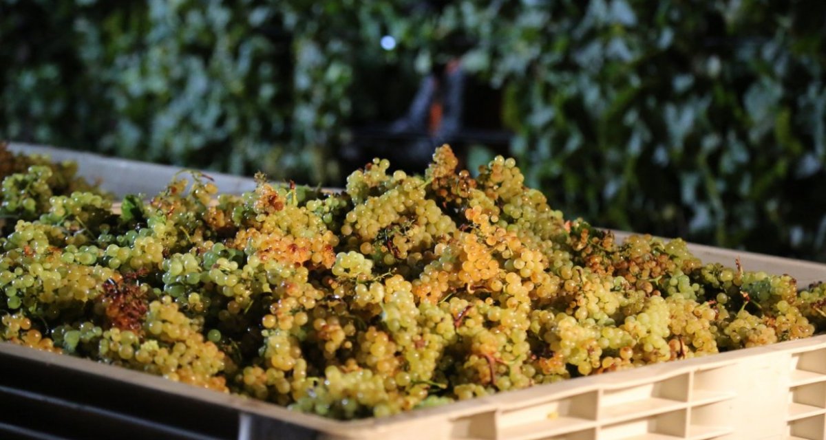 Chardonnay Côte-d'or