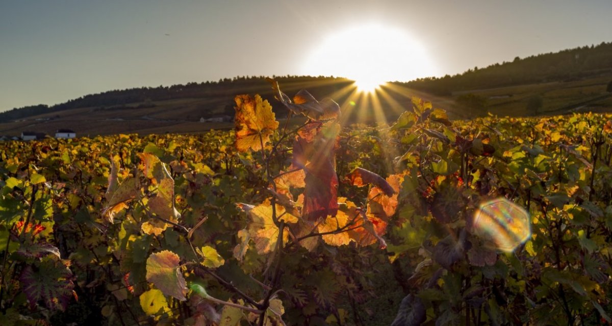 Vignes Bourgogne automne