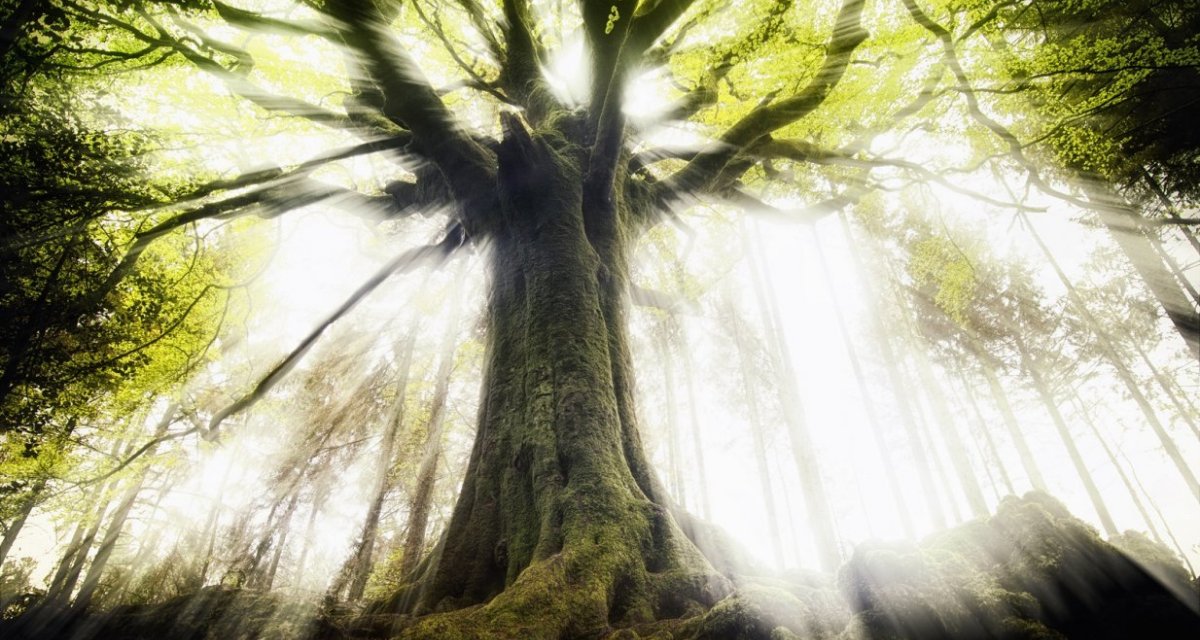 Brocéliance