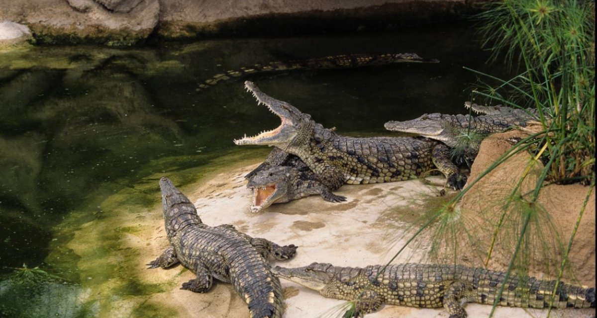 Crocodiles pierrelatte