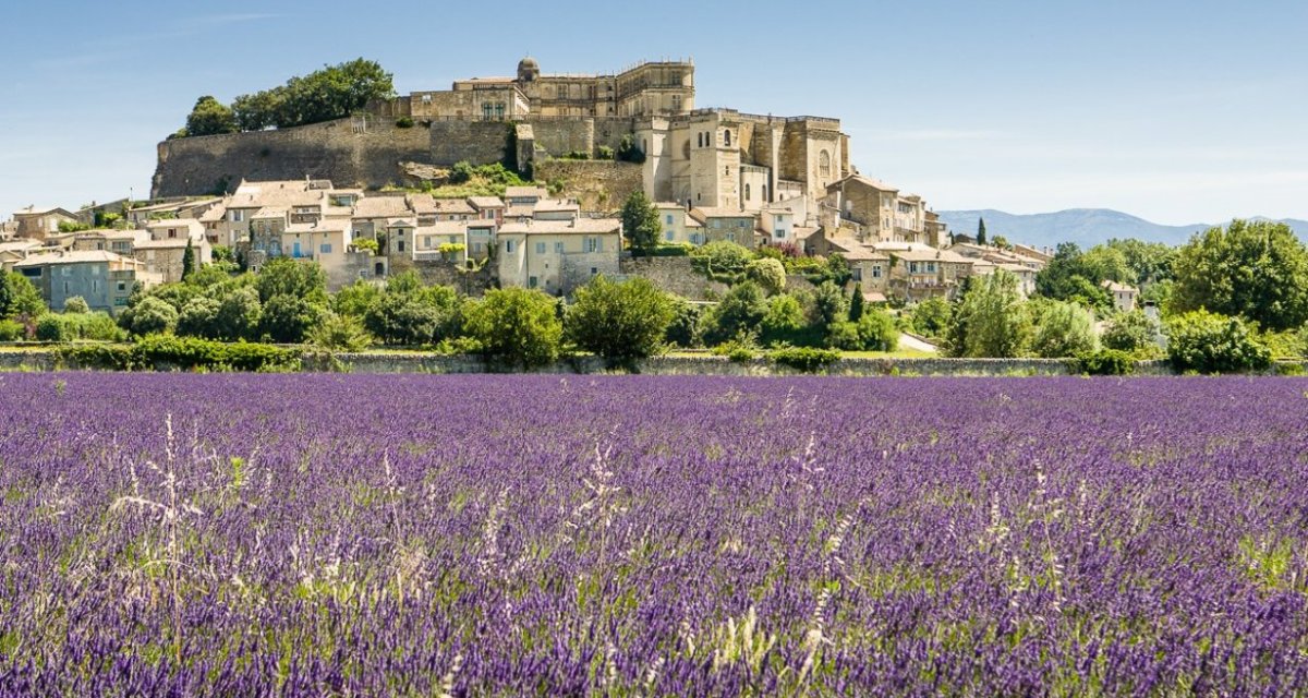 Lavande Grignan