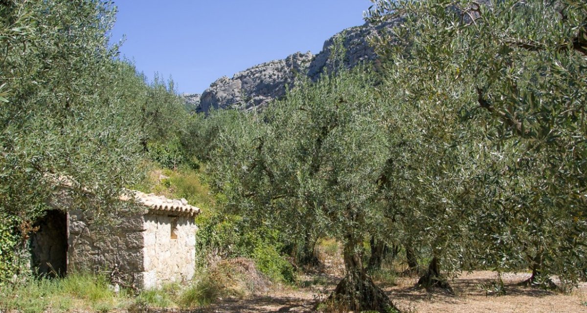 Oliveraie buis-les-baronnies