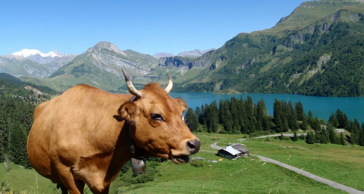 vache montagnarde alpage savoie