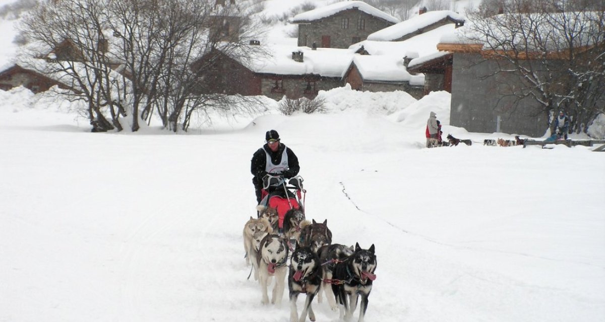 chiens de traineaux savoie