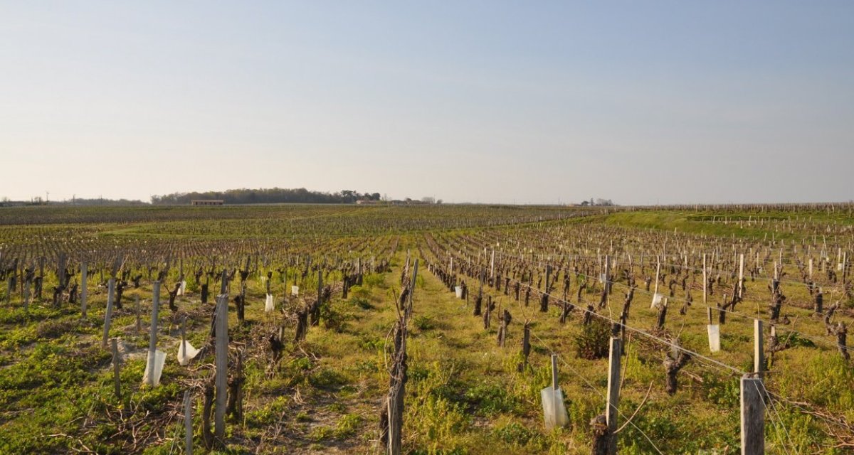 Vignes Gironde