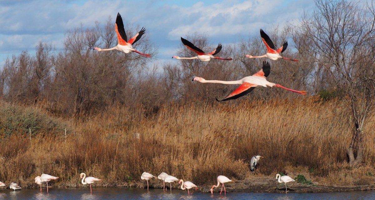 Flamands roses camargue