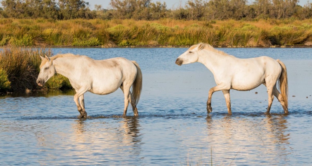 Chevaux camargue tourisme