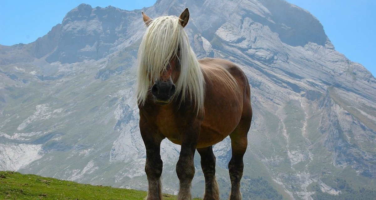 Cheval Gourette