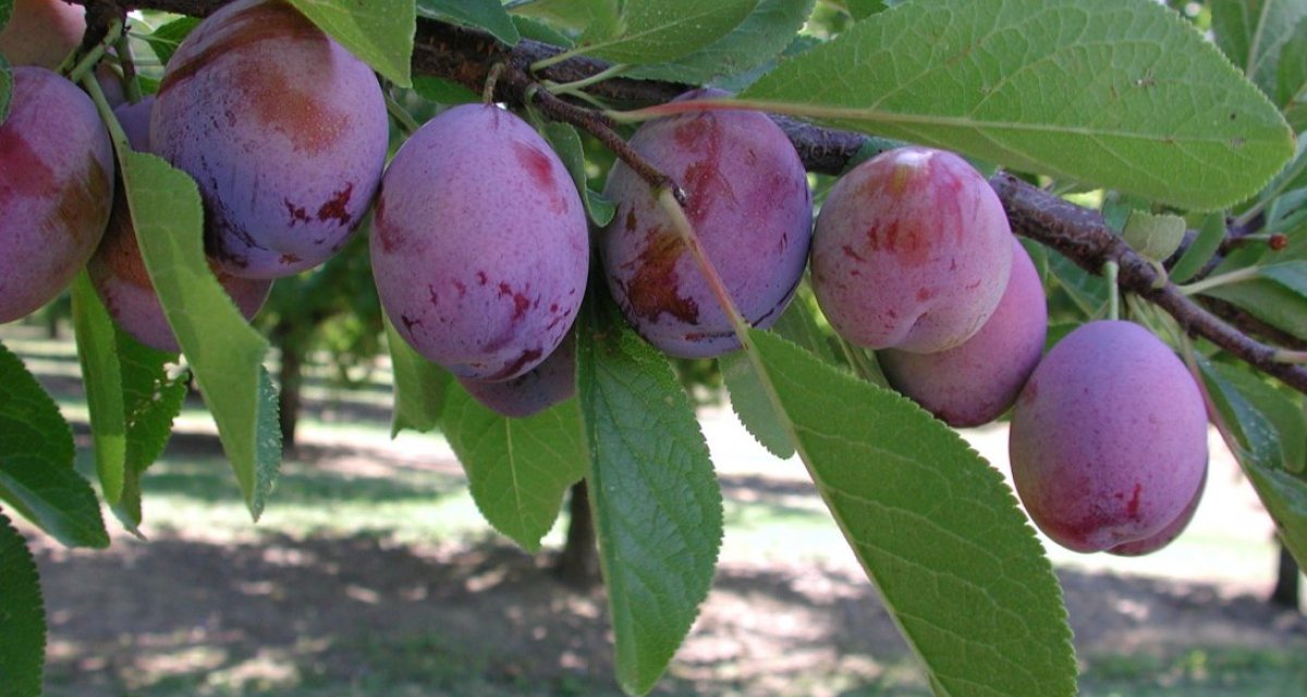 Prune lot-et-garonne